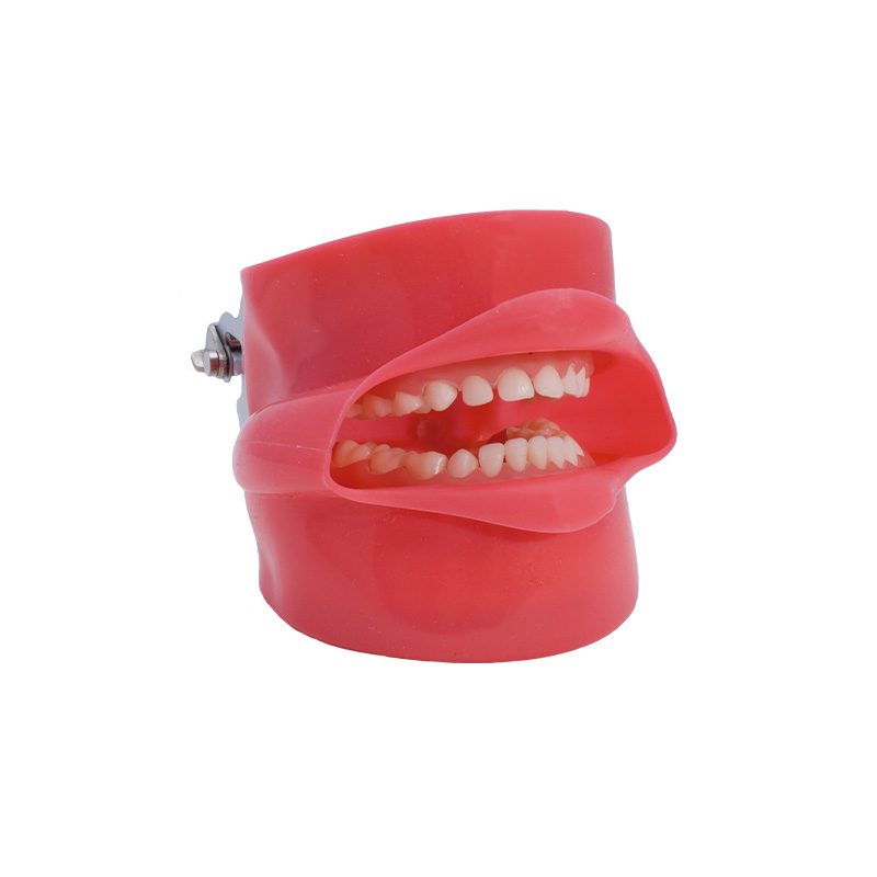 Fantoma Modelo de Práctica con Boca Bader