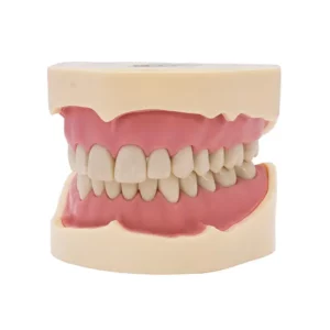 Tipodonto Ana4 Bader