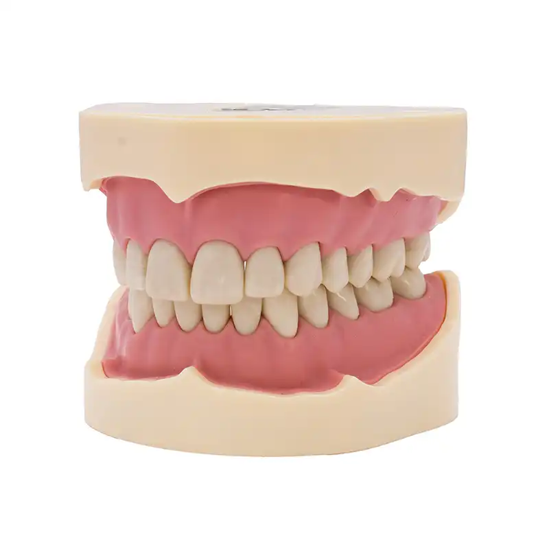 Tipodonto Ana4 Bader