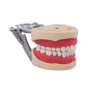 Tipodonto Compatible Columbia 860 y NissinÂ® Adulto Bader