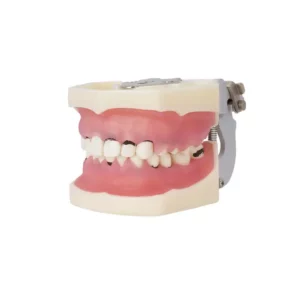 Tipodonto de periodoncia con articulador Bader