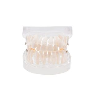 Modelo práctica de ortodoncia Bader