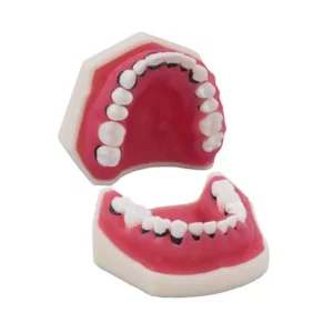 Tipodonto de periodoncia sin articulador Bader