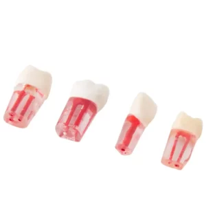 Set de Dientes Transparentes para Endodoncia Bader