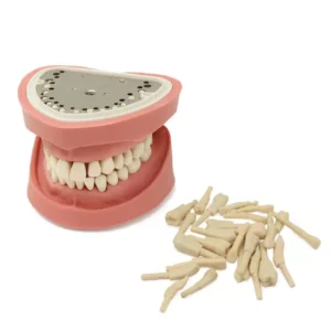 Set de 28 Dientes para Tipodonto Clónico Adulto Bader