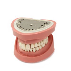 Tipodonto Bader Clónico