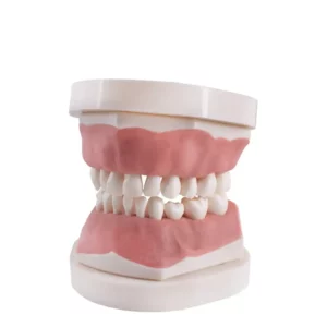 Tipodonto infantil AK6 Bader con placa base